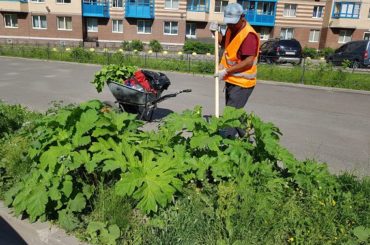 Заневское поселение борется с борщевиком Сосновского