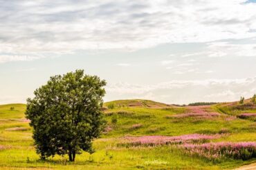 Туристов познакомят с уникальной природой Колтушских высот