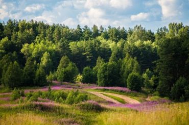Пять экотроп Ленинградской области могут стать платными