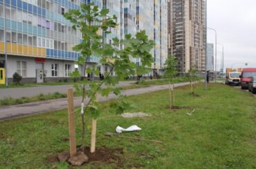 В Кудрово высаживают деревья