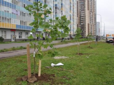 В Кудрово высаживают деревья