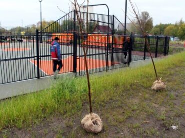 В Заневском поселении продолжается плановое озеленение